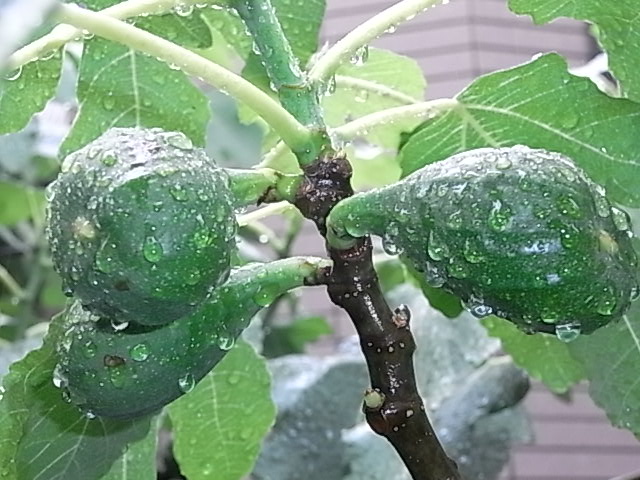 雨の中3