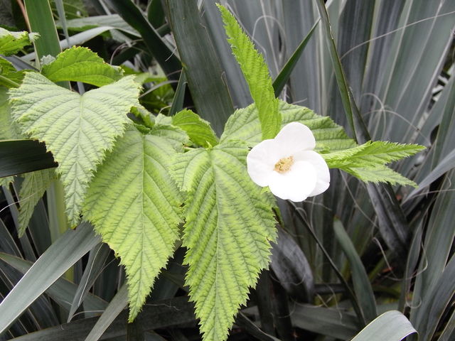 駒沢の花