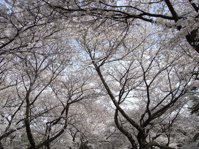 馬事公苑の桜2