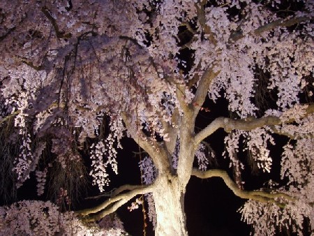 夜桜