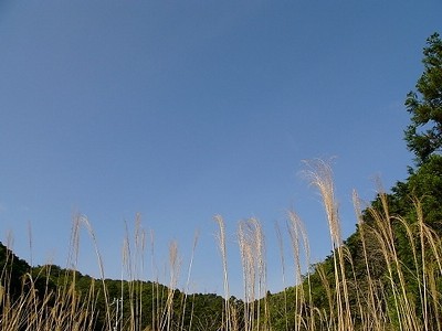 花すすき誰を留まれと