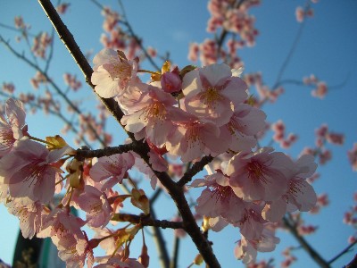 桜