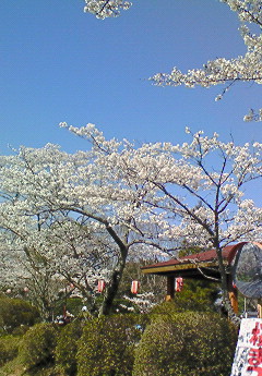 桜山公園１