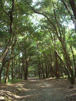 森林公園１