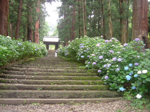 大中寺のアジサイ