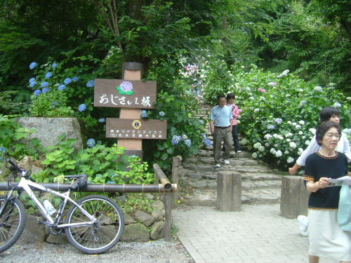 太平山のアジサイ坂