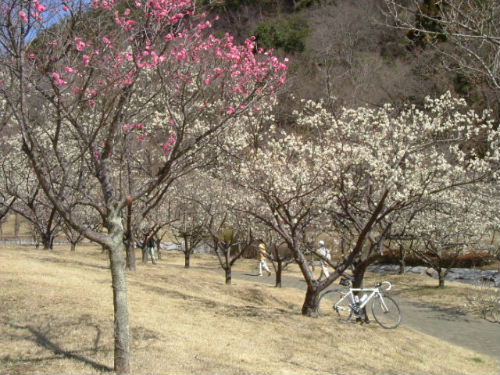 唐沢梅林公園