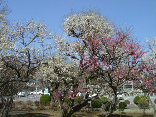 信行寺