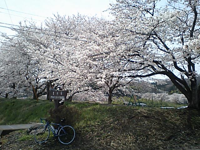 宮の桜