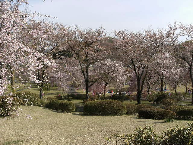 都賀の里　しだら桜‥