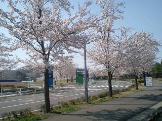 桜満開