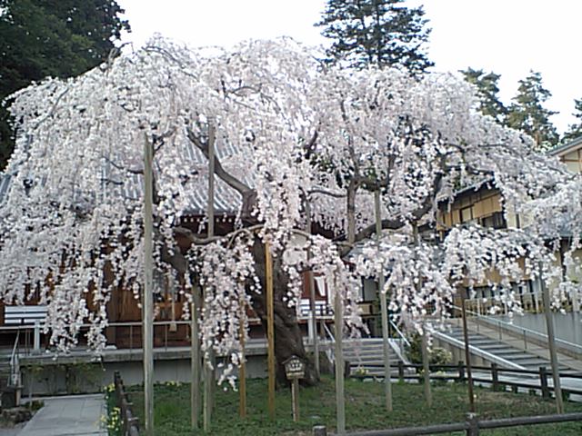 太山寺のしだれ桜