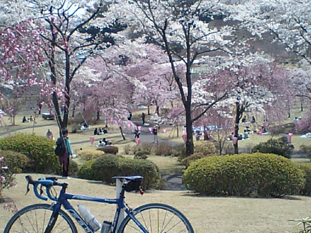 都賀の里のさくら