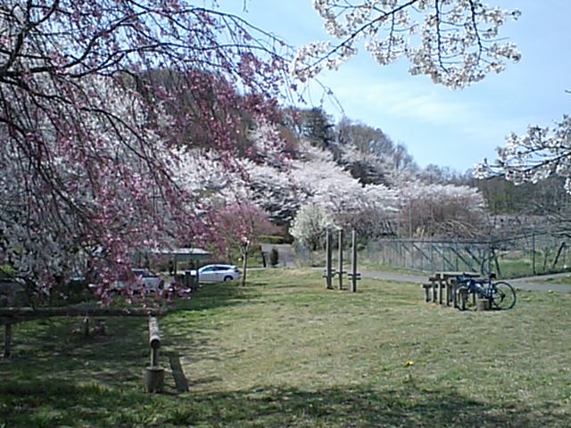 かかしの里の桜