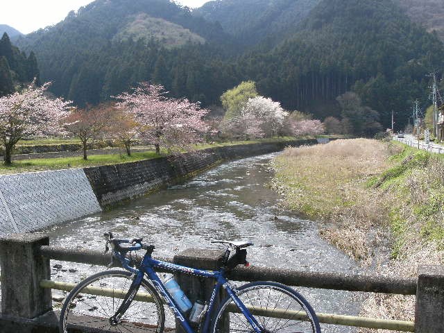 思川の桜