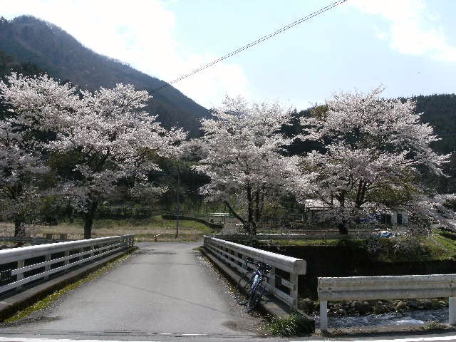 思川の桜