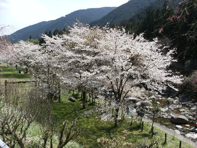 思川の桜