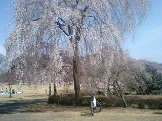 つがの里の枝垂桜