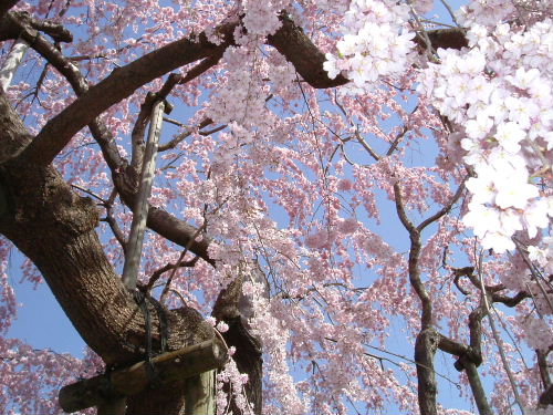 大山寺の枝垂れ桜