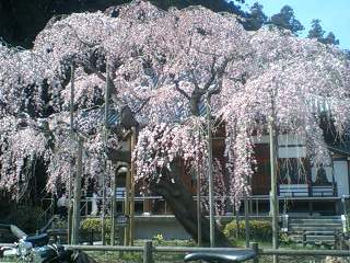 大山寺枝垂桜