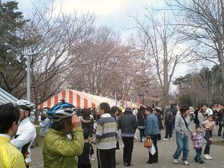 大平運動公園の桜祭り会場