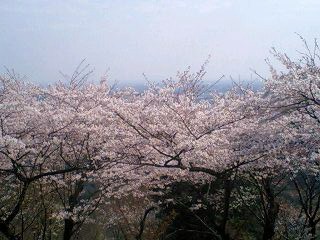 謙信平いずみやさん縁台よりの桜