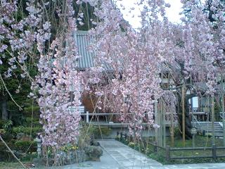 手前が若い桜　七分咲き位