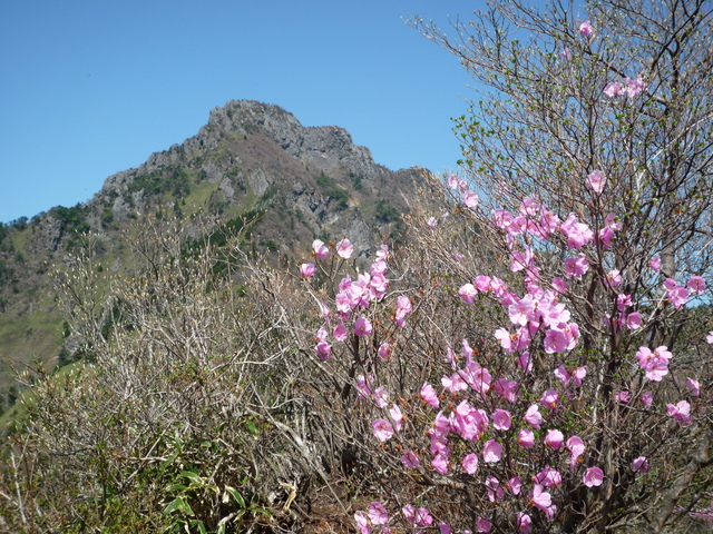 石鎚山　の花