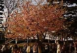 中山桜.JPG