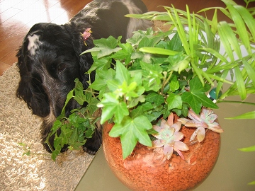 セラミス寄せ植え