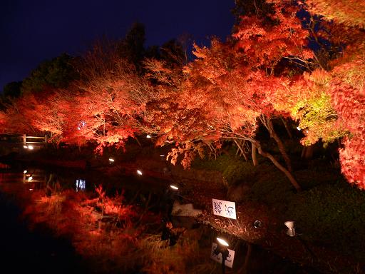 なばなの里☆紅葉ライトアップ