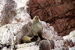 バジェスタス島