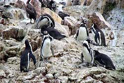 バジェスタス島