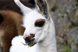 マチュピチュのリャマ