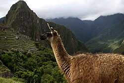 マチュピチュとリャマ