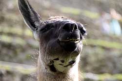 マチュピチュのリャマ