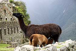 マチュピチュとリャマ親子