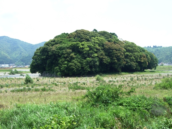 木枯らしの森