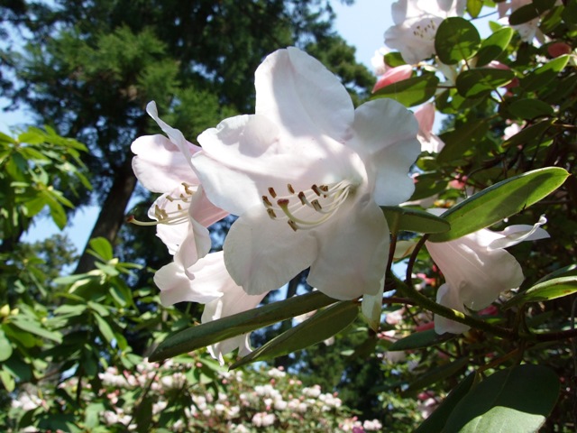 石楠花の花（白）