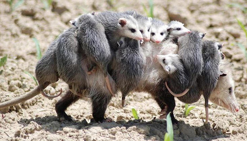 アメリカに生息する野生動物 野生のスカンクに遭遇 アメリカインターン中 トシのブログ