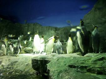 海遊館のペンギン.JPG