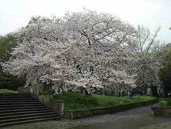 天保山の桜.JPG