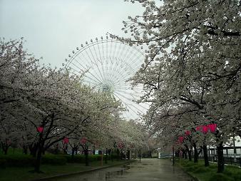 天保山の桜 と観覧車 (1).JPG