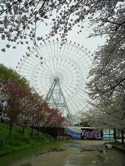 天保山の桜 と観覧車 (3).JPG