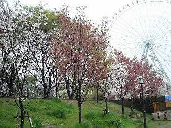 天保山の桜 と観覧車 (4).JPG