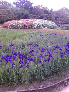 後楽園のお花