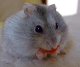 おやつはニンジン