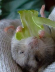 きゃつはキャベツ1