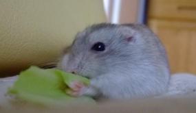 まとやつはキャベツ