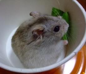おいしいかも